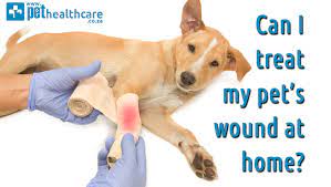 Can I Treat My Pet S Wound At Home Pet Health Carewound Care For Pets At Home By Linden Vet Clinic