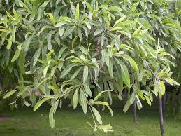 Image result for Terminalia sericea