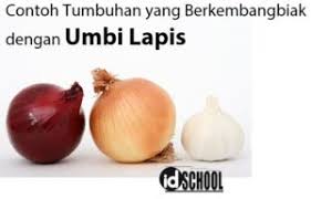 Check spelling or type a new query. Perkembangbiakan Vegetatif Tumbuhan Idschool