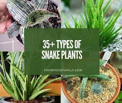 Sansevieria can survive well in low light and less water and according to nasa's research, it absorbs. 35 Types Of Snake Plants Sansevieria Varieties With Pictures