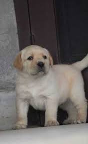 We believe that every home deserves the chance to experience the joy a puppy brings. Pet Dog In Nizamabad Pet Dog Dealers Traders In Nizamabad Telangana