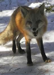Pin On Foxes