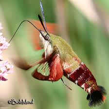 For the rest of this article, we will refer to this butterflies like having an abundance of flowers to choose from! What Do Butterflies And Moths Eat The Children S Butterfly Site