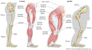 A complete list of muscular system quizzes; Skeleton The Vertebrate Skeleton Britannica Com Leg Anatomy Skeleton Muscles Anatomy