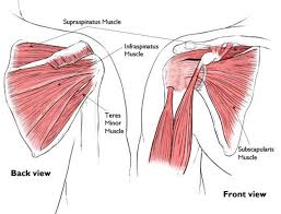 A tendon or sinew is a tough band of fibrous connective tissue that connects muscle to bone and is capable of withstanding tension. The Shoulder Page