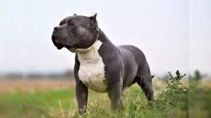 XL bully dog mauls one-year-old boy outside Londons Hilton hotel - The  Economic Times