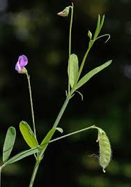 Image result for Lathyrus hirsutus