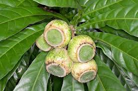 Image result for Manniella gustavi