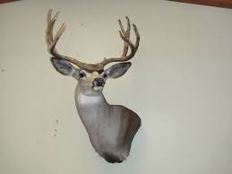 We are pleased to offer this great looking form as a wall pedestal. Mule Deer Wall Pedestal Mount Edward Bolanos Mule Deer Le Flickr
