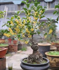 sweet osmanthus seeds osmanthus fragrans flower bonsai tree flower seeds 4 seeds osmanthus fragrans flower seeds fragrant flowers