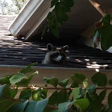 In 2005 the date was calculated as january 24th, in 2006 it was january 23rd, and in 2007 it was january 22nd. Raccoon Removal Org Info Signs Of Raccoons In The Attic Or Property