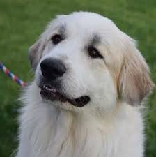 Great pyrenees puppies for sale. Fergus 2 Year Old Big Great Pyrenees Adopted 6 19 19 Golden Retriever Rescue