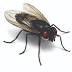Fly