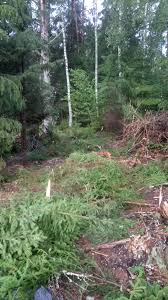 Image result for site:byggahus.se trädfällning