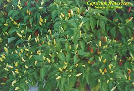 Image result for Capsicum frutescens