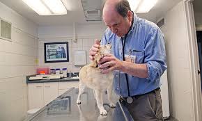 Some less fortunate kitties have problems with kidney function, even feline kidney failure, much earlier in life. Kidney Disease In Pets May Go Undetected Without Annual Exams Veterinary Medicine At Illinois