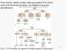 microbiology a systems approach ppt download