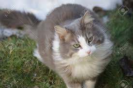 Rights managed white background image. Sweet Grey And White Cat With Green Eyes Matching The Green Grass Stock Photo Picture And Royalty Free Image Image 95084721