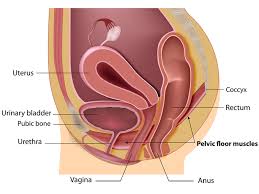 Uroginecologia Tratamentul Chirurgical Al Prolapsului Genital Reginamaria Ro