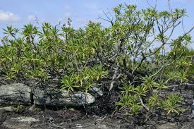 Image result for Solanecio cydoniifolius