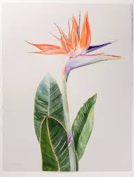 Bird Of Paradise Plant Watercolor Bird Of Paradise 2016 Watercolor Flowers Birds Of Paradise Bird Of Paradise Tattoo