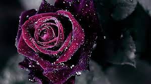 Roses purple flowers rose heart hearts wallpapers dark skull deep pink gothic pretty things beauty flower passion nature pinned getthelook. Purple Rose Hd Wallpaper Hintergrund 1920x1080