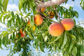 What Are The Different Varieties Of Peaches Home Guides
