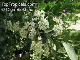 Image result for Gymnosporia glaucophylla