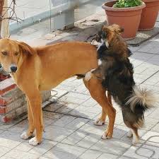 Bien souvent, on résume la sexualité animale à la reproduction. Chien Male Qui Monte Un Autre Male Causes Et Conseils