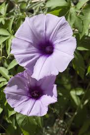 This weed is a green vine with round leaves with scalloped edges with small purple flowers. Plants That Invade Bushland Agriculture And Food