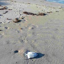 Except For Dead Sea Life Beaches Largely Empty In Indian River County Due To Red Tide