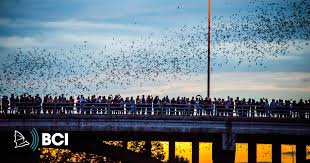 Bird and rodent infestations are best treated with integrated pest management, which emphasizes prevention and environmentally sensitive approaches even after you free your building from birds, you can remain at risk for ectoparasites such as bat bugs and bird lice, cautions stoy hedges, senior. Bat Houses Bat Conservation International