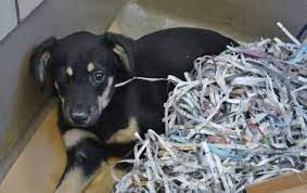 No Longer Listed Georgia Pistachio Is A Neutered 3mos Labrador Shepherd Puppy In Need Of A Loving Adopter Rescue A Pets Pet Adoption Humane Society