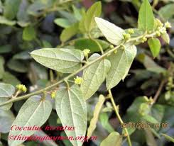 Image result for Cocculus hirsutus