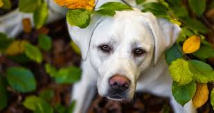 How does hydrogen peroxide get rid of spider mites? Hydrogen Peroxide For Dogs Ears Wounds Tear Stains Or Inducing Vomit