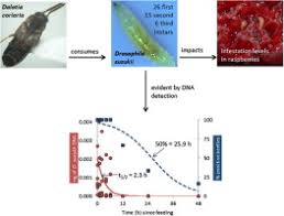 Dalotia coriaria life cycle duration was evaluated under a constant temperature. Dalotia Coriaria As A Predator Of Drosophila Suzukii Functional Responses Reduced Fruit Infestation And Molecular Diagnostics Sciencedirect