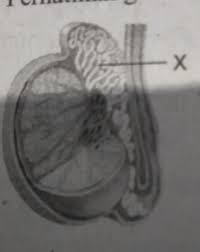 Dua tulang yang dilingkari pada gambar di bawah dihubungkan oleh sendi. 41 Koleksi Gambar Hewan Dari Huruf X Hd Terbaik Gambar Hewan