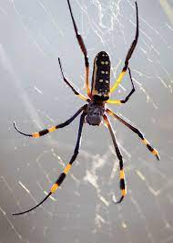 We did not find results for: 5 Types Of Banana Spiders From Harmless To Venomous Storyteller Travel