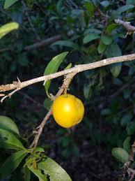 Image result for Olacaceae