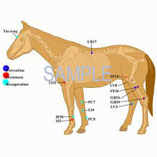 eru moon blindness acupressure chart