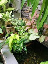 Anything to save $$$ on water! Garden Chronicles Fish Pond Part 1
