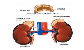 Kelenjar hipofisi atau kelenjar pituitari ini sering disebut dengan master of gland atau kelenjar pengendali, hal itu karena kelenjar ini memiliki fungsi yang sangat penting. Kelenjar Adrenal Pengertian Struktur Fungsinya Lengkap