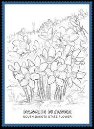 Apples4theteacher state of north dakota coloring pages make great mouse practice activities for toddlers preschool and elementary children. South Dakota State Flower Coloring Page Usa Facts For Kids