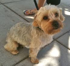 Black And Brown Terrier Mix Brown Poodle Terrier Mix Terrier Terrier Mix Poodle