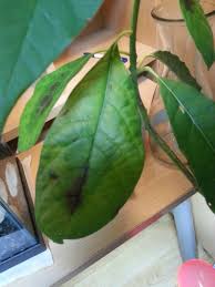 We did not find results for: Avocado Leaves Turn To Brown At The Middle Gardening Landscaping Stack Exchange