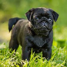 1 Pug Puppies For Sale In Orlando Fl Uptown Puppies