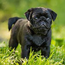 I am considered one of the top pug breeders in our area, if not, the state of florida. 1 Pug Puppies For Sale In Orlando Fl Uptown Puppies