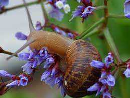Let's talk a few facts about snails : Cornu Aspersum Wikipedia