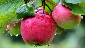 Hours do you know the hours for this business? Manchester Friends Of The Earth Fruit Tree Planting At Fitton Hill