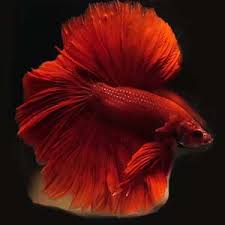 Red beauty not my video. Red Half Moon Betta Avreus Aquatics